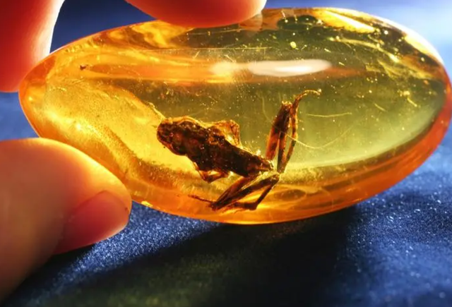 “苍蝇夫妇”交配时变琥珀,4100万年后还被围观?史上最尴尬的事