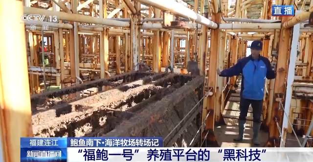 鲍鱼也要“走南闯北”越冬避暑?揭秘小鲍鱼的“候鸟式”养殖