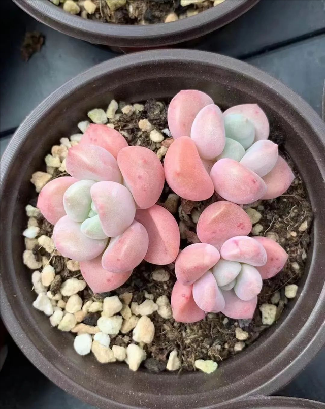 意乱情迷