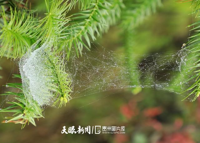 天青色等烟雨,而我在等你