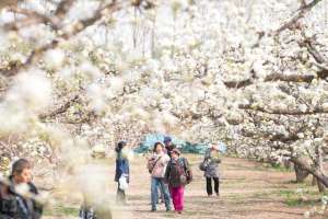 庞各庄(大兴庞各庄不光有西瓜，还有万亩古梨园已是盛花期)