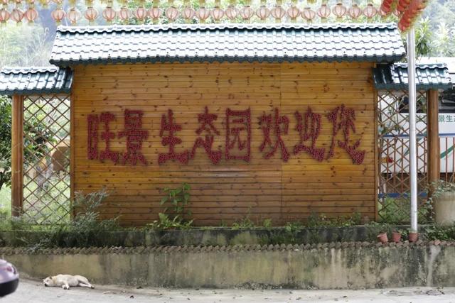 从“空心”村变成“网红”地,实现华丽蜕变的武器是.....