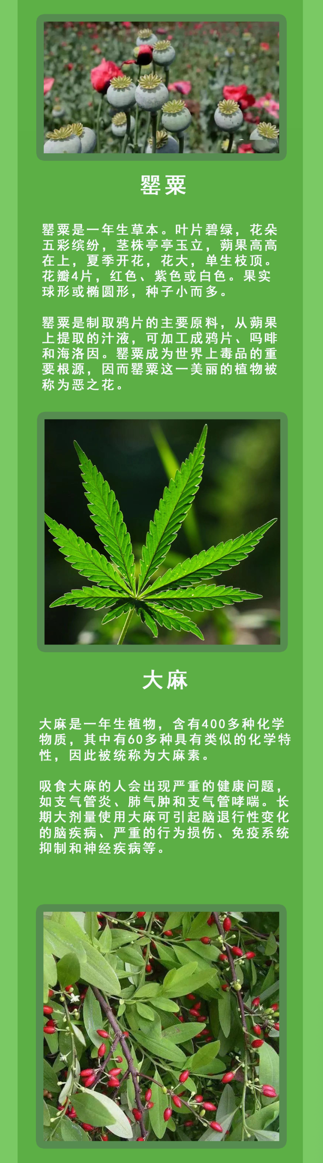 全民禁毒|千万选择,唯“毒”不种