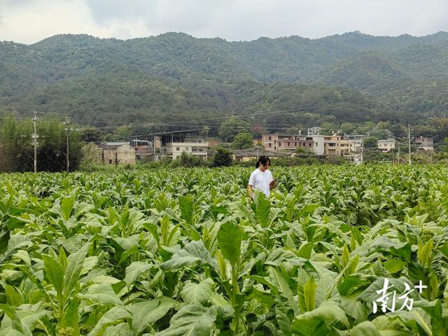 梅州平远：全面推行“田长制” 让每块耕地都有“管家”