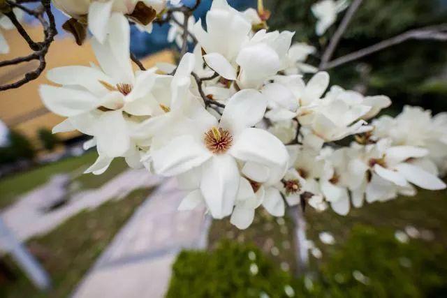 Flower|花