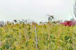 淡淡的歌(慢慢地走，淡淡的歌)