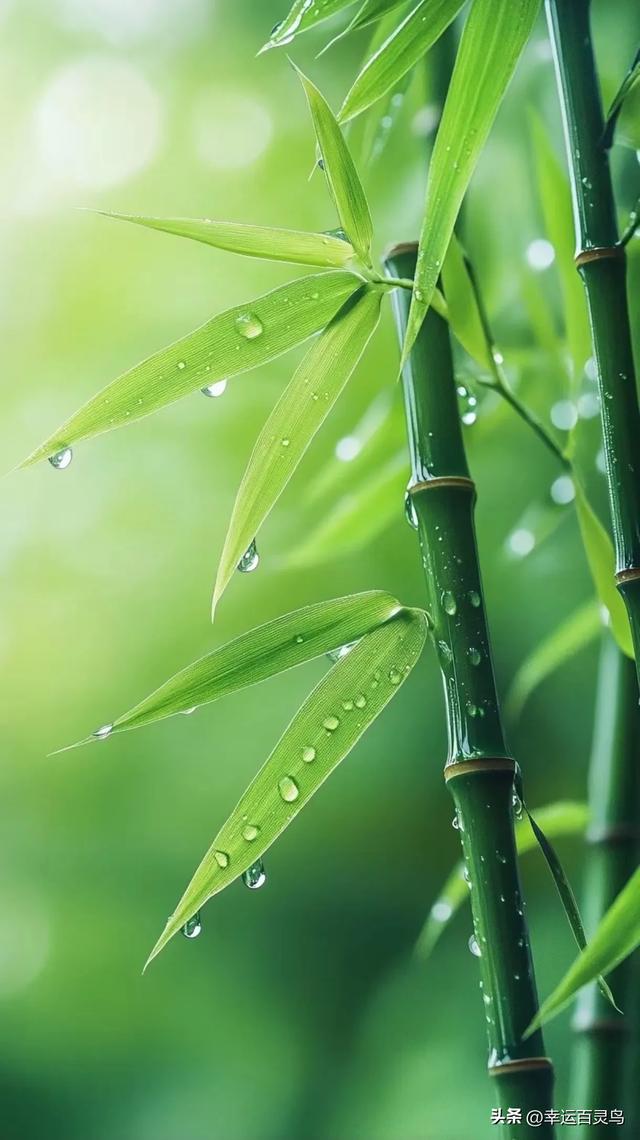 竹：君子之姿，高雅之境