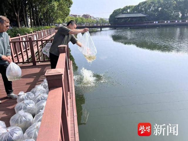 “放鱼养水,以鱼洁水”,常熟琴川街道梦兰村开展放养鱼苗净化河道护河行动