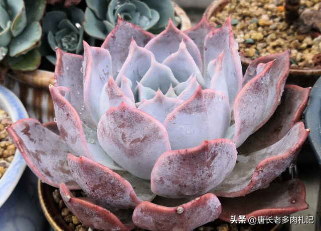 多肉西娜不是露西娜,虽说它漂亮似公主,但我觉得我只配养露西娜