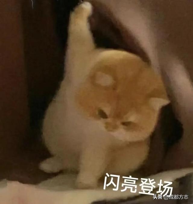 破80亿!除了哪吒!四川还有这些“顶流神仙”→