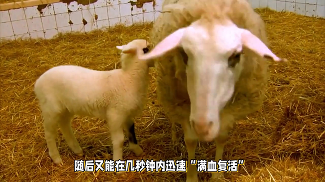 受到惊吓就会晕倒的羊,一周晕20次,它们是怎么繁衍后代的?
