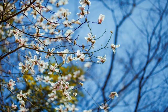 Flower|花