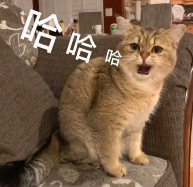 斗图表情包合集|请您这边滚
