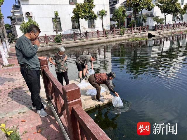 “放鱼养水,以鱼洁水”,常熟琴川街道梦兰村开展放养鱼苗净化河道护河行动