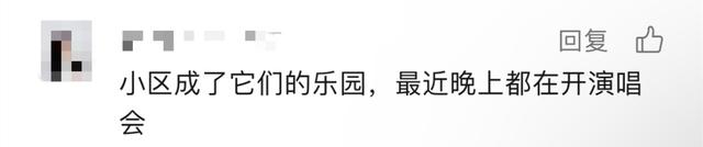 深圳夜晚的“牛叫声”原来是它→