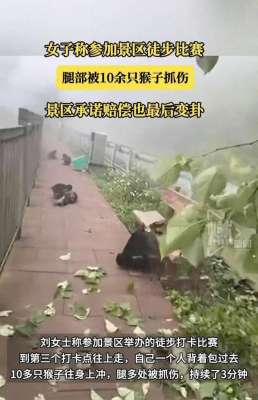 文明观猴(女子遭10余只猴子围攻抓咬四川一景区回应)