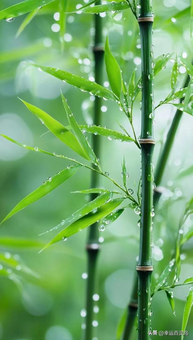 竹：君子之姿，高雅之境