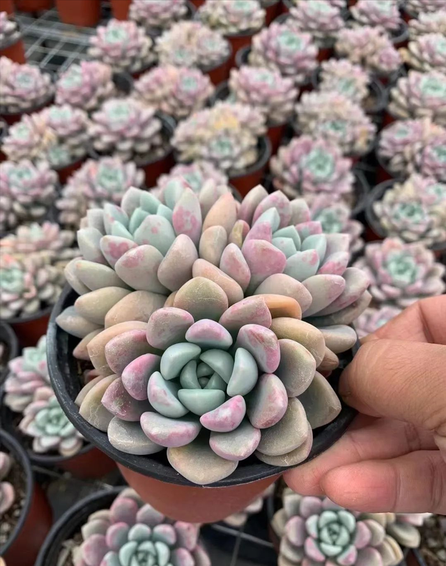 意乱情迷