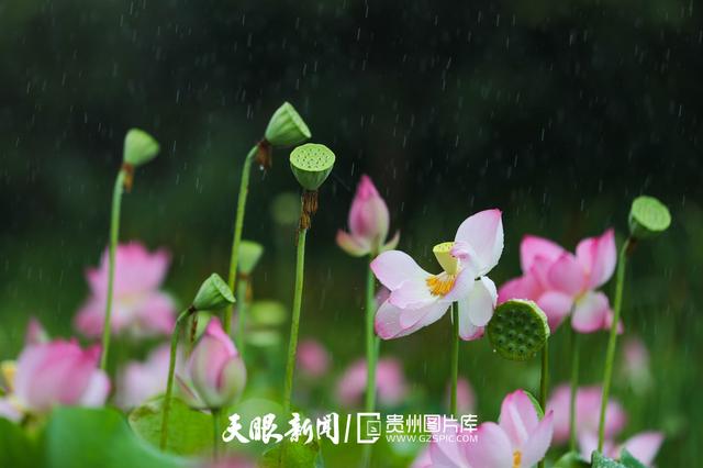 天青色等烟雨,而我在等你