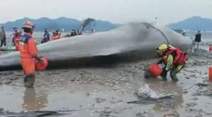 鲸鱼能活多久(搁浅鲸归海后，还能不能活)