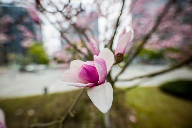 Flower|花