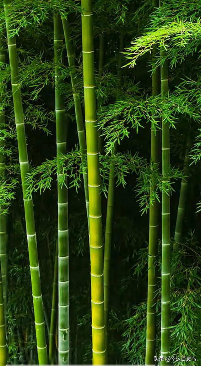 竹：君子之姿，高雅之境