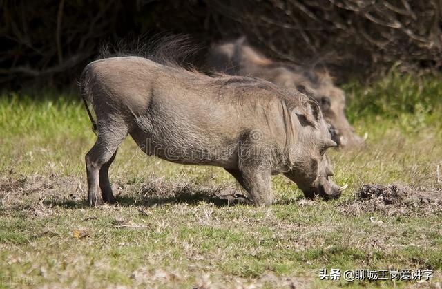 错把「亳州」读成「毫州」,你是否也被这两个字欺骗了
