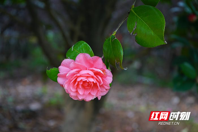 组图︱繁花初绽 株洲市各公园内春意浓