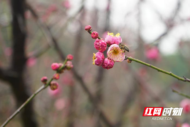 组图︱繁花初绽 株洲市各公园内春意浓
