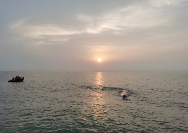 搁浅鲸归海后，还能不能活