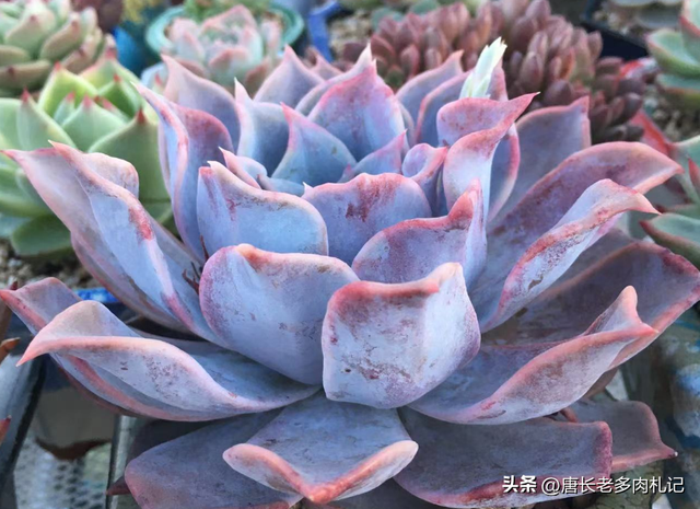 多肉西娜不是露西娜,虽说它漂亮似公主,但我觉得我只配养露西娜