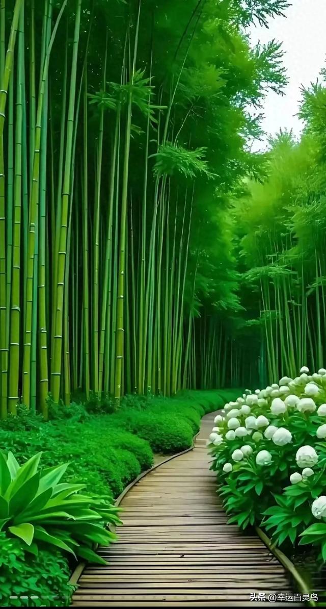 竹：君子之姿，高雅之境