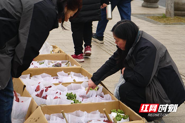 组图︱繁花初绽 株洲市各公园内春意浓