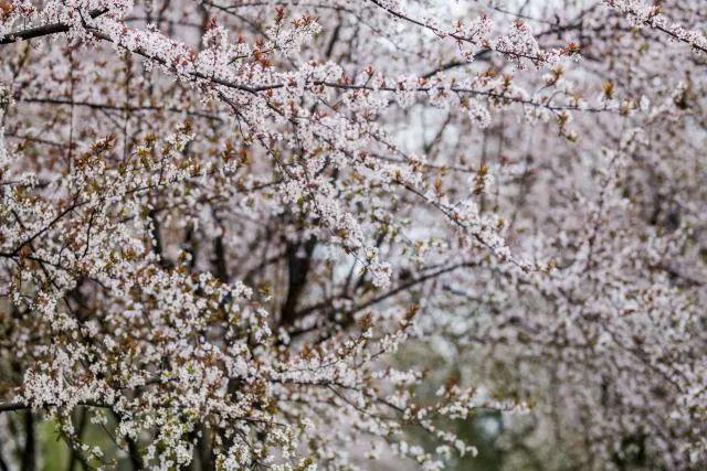 Flower|花