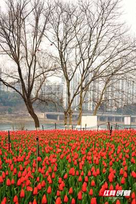 神龙公园(组图︱繁花初绽 株洲市各公园内春意浓)