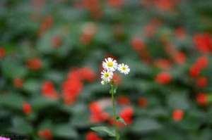 疯狂的情人(如果你疯狂想念情人，别打电话，别发微信，试试这样做，更有效果)