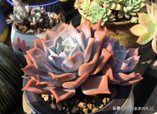 多肉西娜不是露西娜,虽说它漂亮似公主,但我觉得我只配养露西娜
