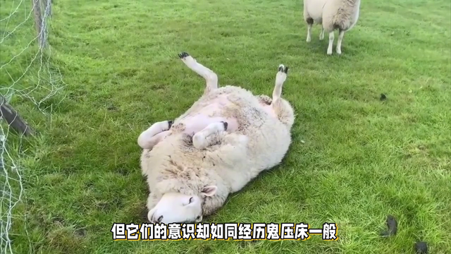 受到惊吓就会晕倒的羊,一周晕20次,它们是怎么繁衍后代的?
