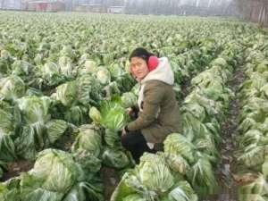 水煮菜一个月瘦亲历(冬天人连续吃一个月的水煮白菜，能减掉多少斤？是哪些因素决定的)