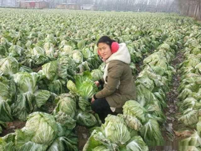 冬天人连续吃一个月的水煮白菜,能减掉多少斤?是哪些因素决定的