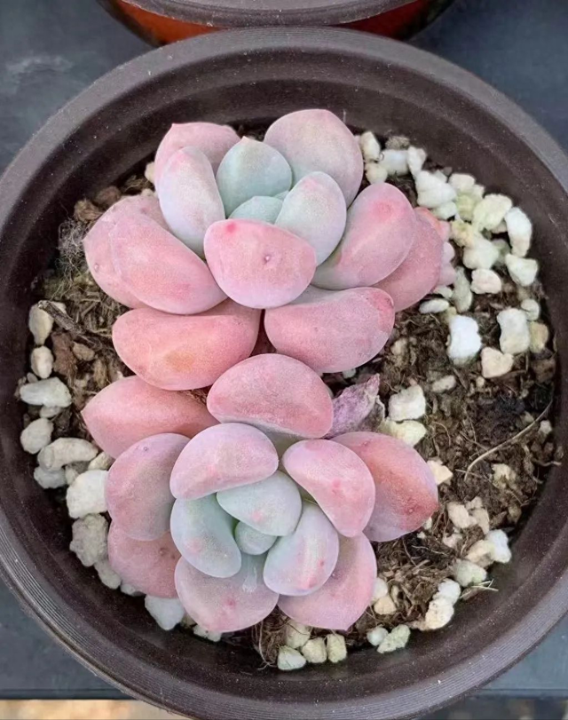 意乱情迷