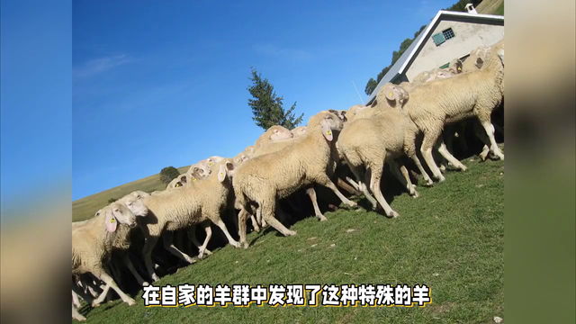 受到惊吓就会晕倒的羊,一周晕20次,它们是怎么繁衍后代的?