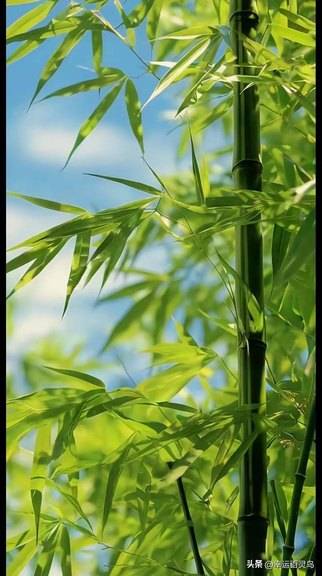 竹：君子之姿，高雅之境