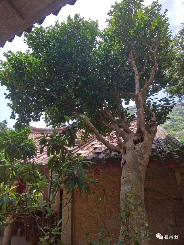 晚安叔叔小时候系列之“山茶树”的故事