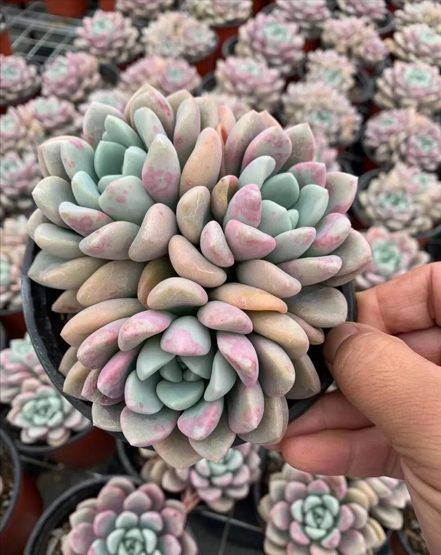 意乱情迷
