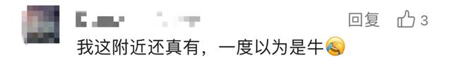 深圳夜晚的“牛叫声”原来是它→