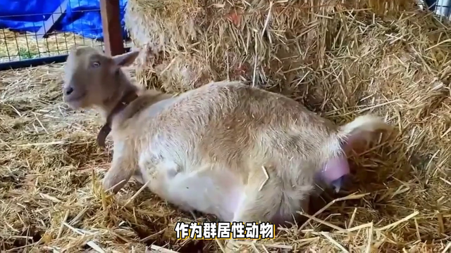 受到惊吓就会晕倒的羊,一周晕20次,它们是怎么繁衍后代的?