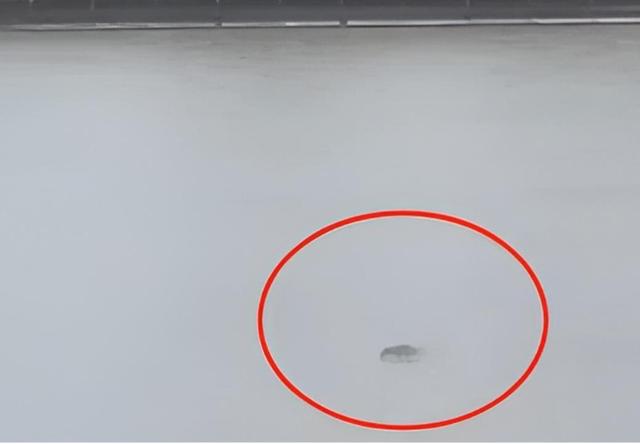 拍到水怪?钱塘江水面疑似出现高速不明物,可能有7米长,是什么