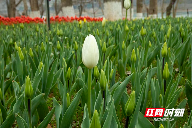 组图︱繁花初绽 株洲市各公园内春意浓