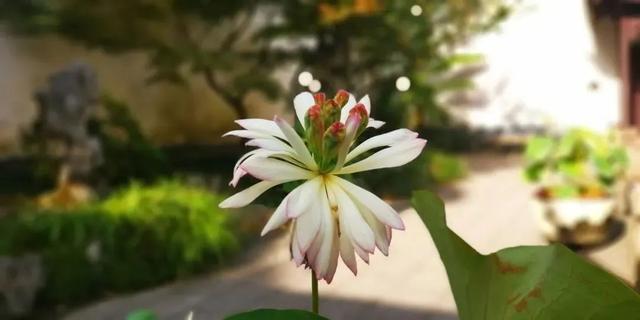 松江这里的一池荷花,美得如诗如画